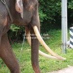 Wir hatten viel Spaß bei den Elefanten in Lampang / Thailand